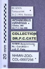 Etiketten zu Aphanobius cylindricus (Candèze, 1863) (NHMW-ZOO-COL-0007256)